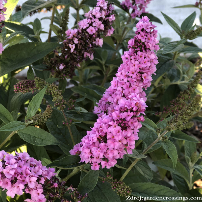 Pink Chip buddleia alternifolia buddleja C3L