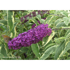 Harlequin buddleia davidii buddleja C3L/ 40-60