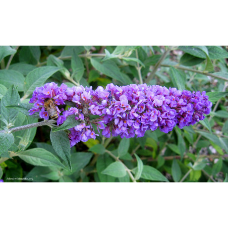 Blue Chip Jr. buddleia alternifolia buddleja C3L