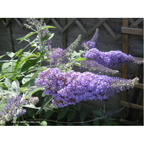 Lochinch buddleia globasa buddleja  C3L/ 40-60