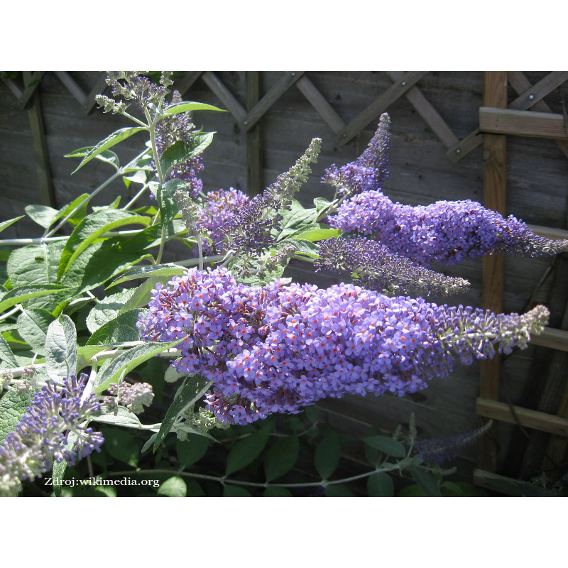 Lochinch buddleia globasa buddleja  C3L/ 40-60