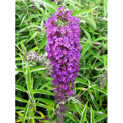 Nanho Purple buddleia davidii buddleja C3L/ 40-60