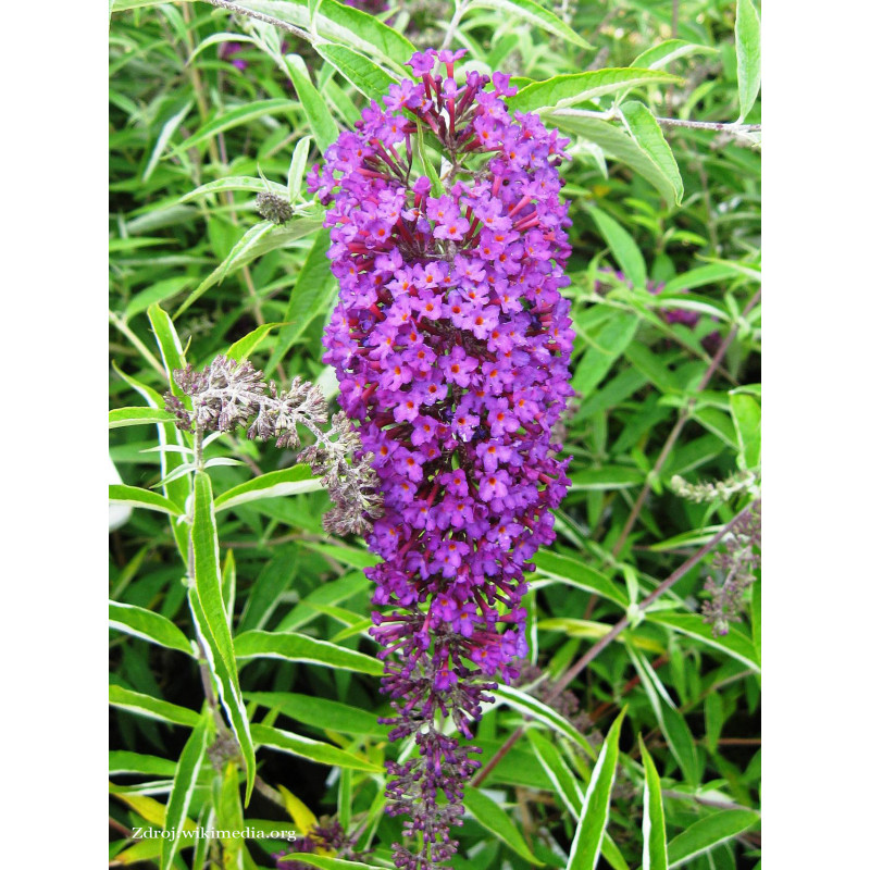 Nanho Purple buddleia davidii buddleja C3L/ 40-60