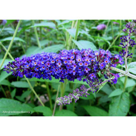 Empire Blue buddleia davidii buddleja C2L/ 35-40