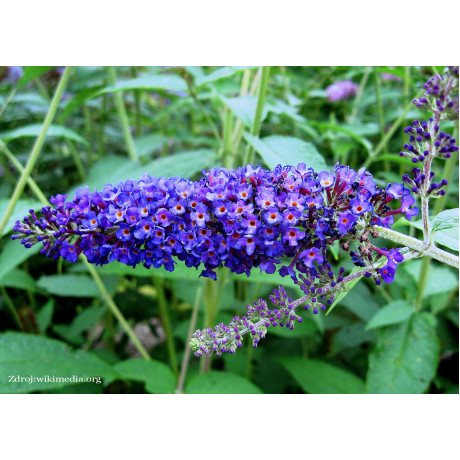 Empire Blue buddleia davidii buddleja C3L/ 40-60