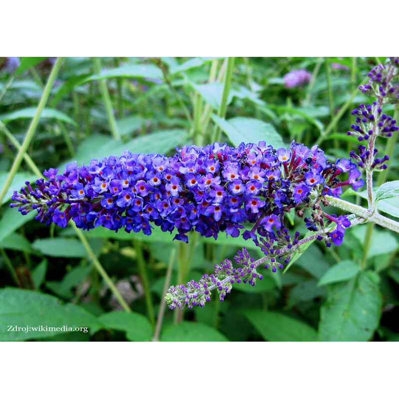 Empire Blue buddleia davidii buddleja C3L/ 40-60