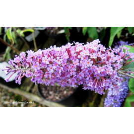 Ile de France buddleia buddleja C3L/ 40-60