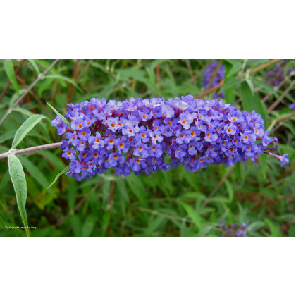 Nanho Blue buddleia davidii buddleja C3L/ 40-60