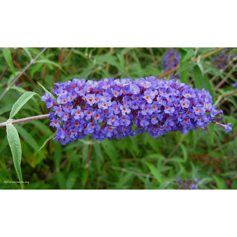 Nanho Blue buddleia davidii buddleja C3L/ 40-60