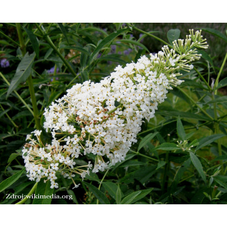 White Chip buddleia alternifolia buddleja C3L