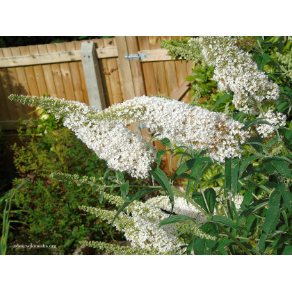 White Profusion buddleia davidii buddleja C3L/ 40-60