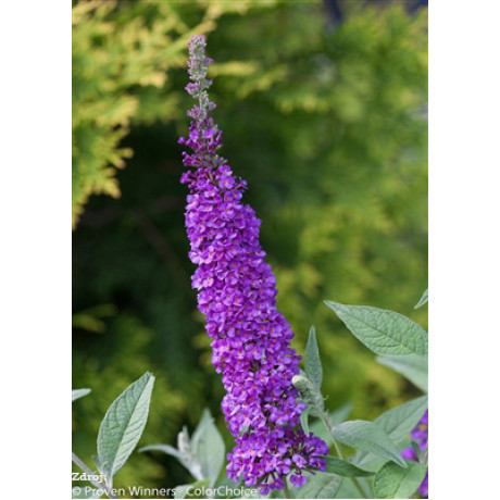 Miss Violet buddleia alternifolia buddleja C3L