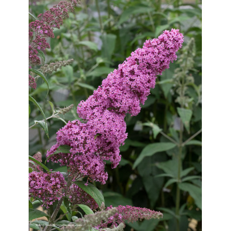 Pink Delight buddleia davidii buddleja C3L/ 40-60