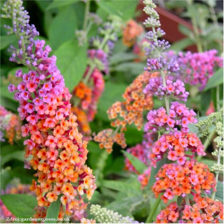 Flower Power buddleia davidii buddleja C3L/ 40-60