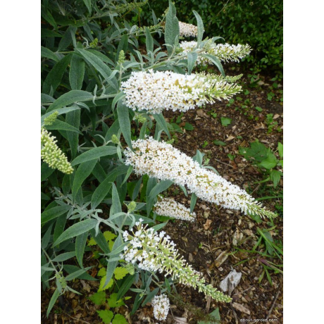 White Ball buddleia weyeriana buddleja C3L/ 40-60