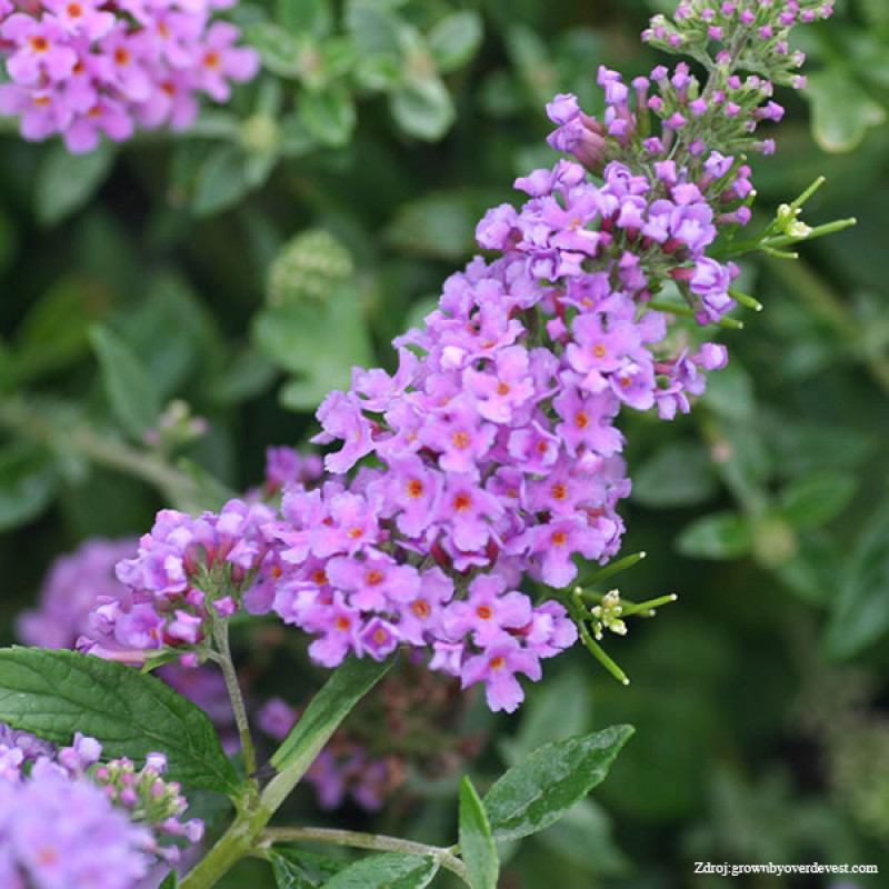 Lilac Chip buddleia alternifolia buddleja C3L