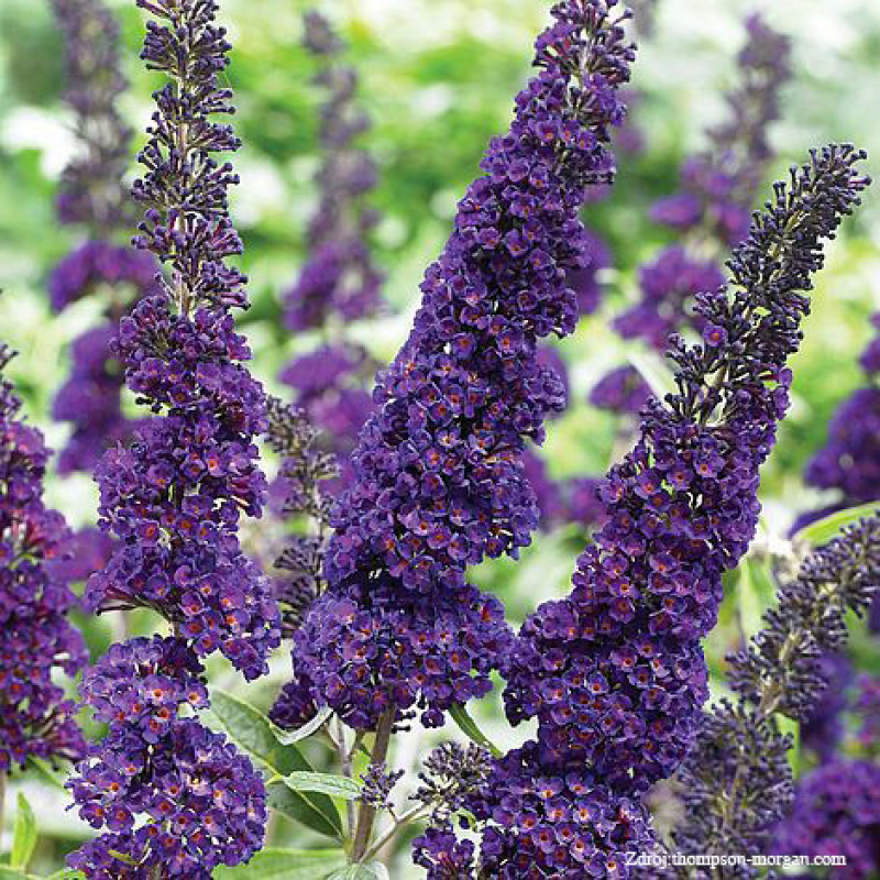 Black Knight buddleia davidii buddleja C2L/ 35-40