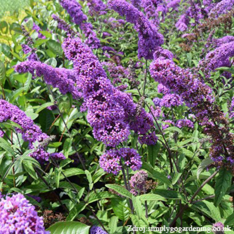 Border Beauty buddleia davidii buddleja C3L/ 40-60