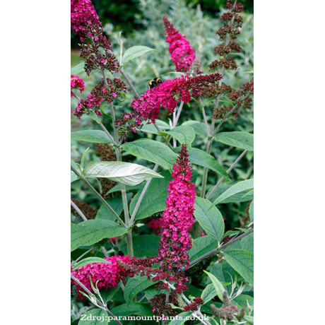 Miss Ruby buddleia alternifolia buddleja C3L