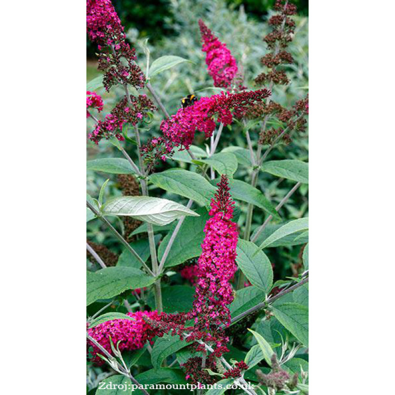 Miss Ruby buddleia alternifolia buddleja C3L