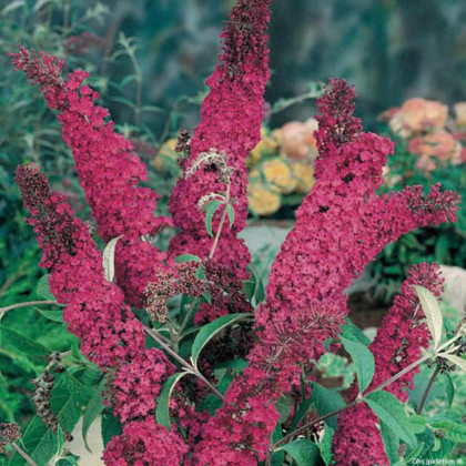 Royal Red buddleia davidii buddleja C3L/ 40-60