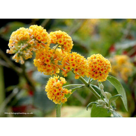 Sungold buddleia weyeriana buddleja C2L / 40+cm