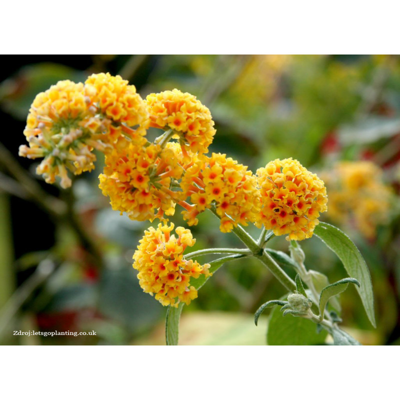 Sungold buddleia weyeriana buddleja C2L / 40+cm