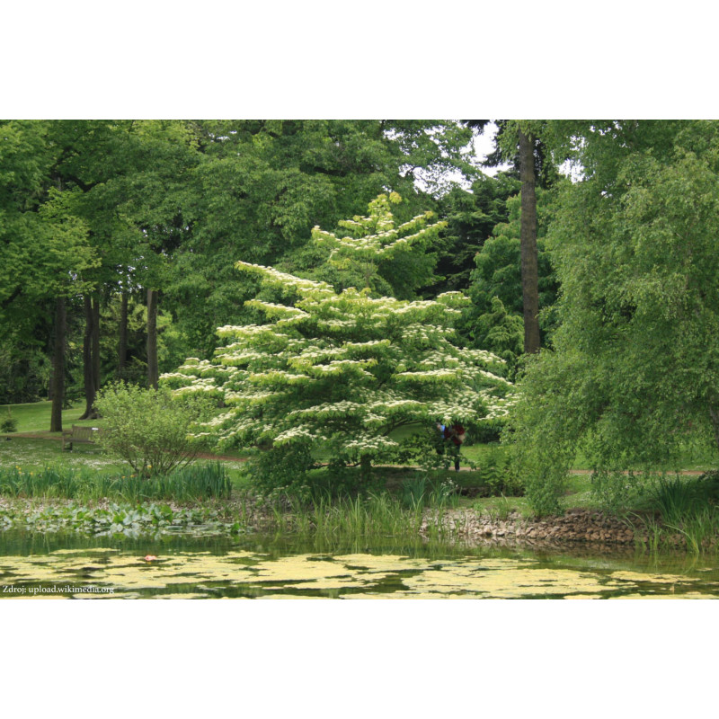 Cornus controversa svíb C5L/ 60-80