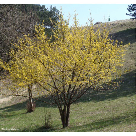 Cornus mas svíb C2L/ 50-60