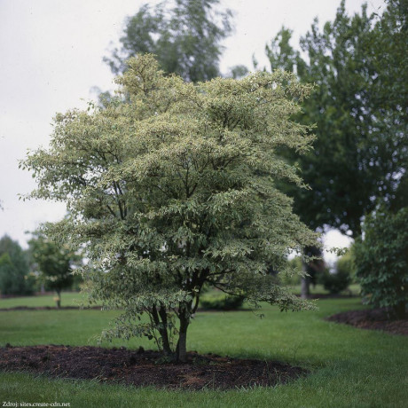 Argentea cornus alternifolia svíb C4L/ 40-50