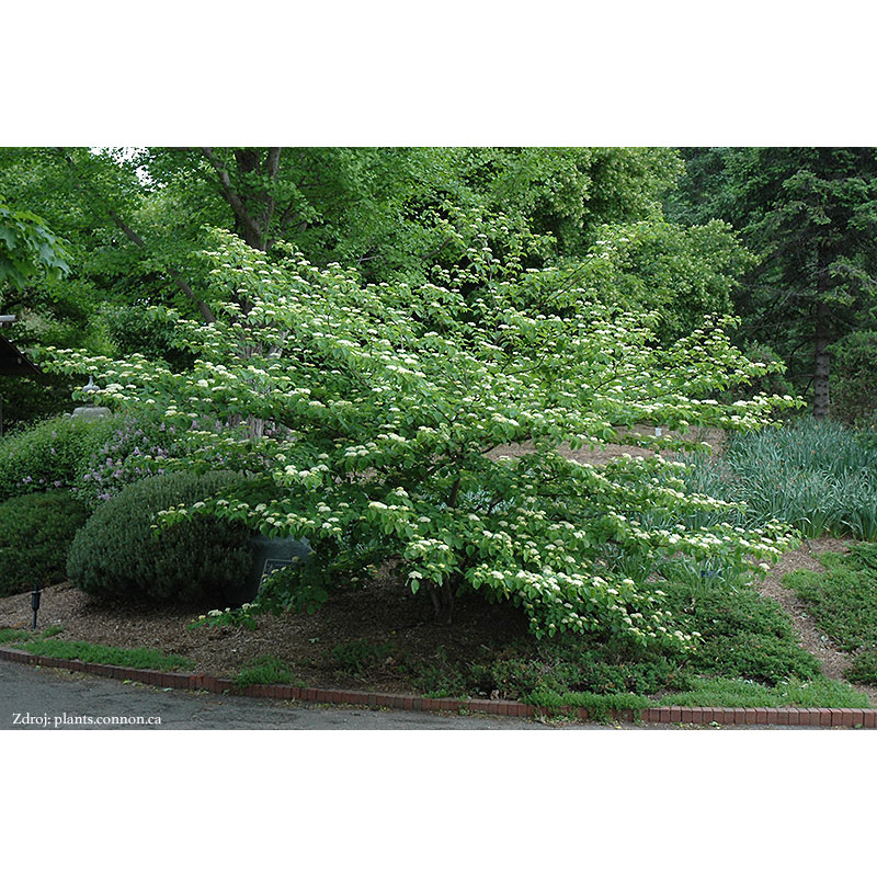 Cornus alternifolia svíb C5L/ 60-80