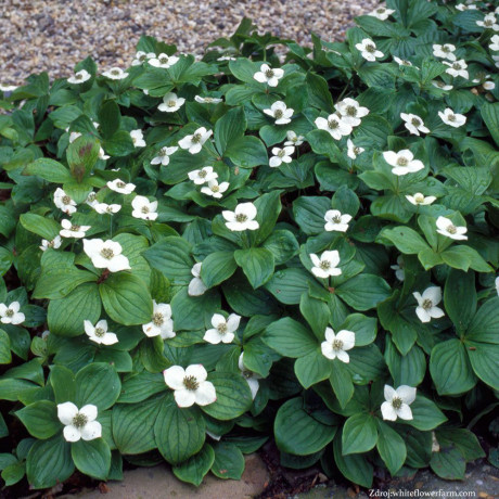 Cornus canadensis svíb C2L/ 20-25