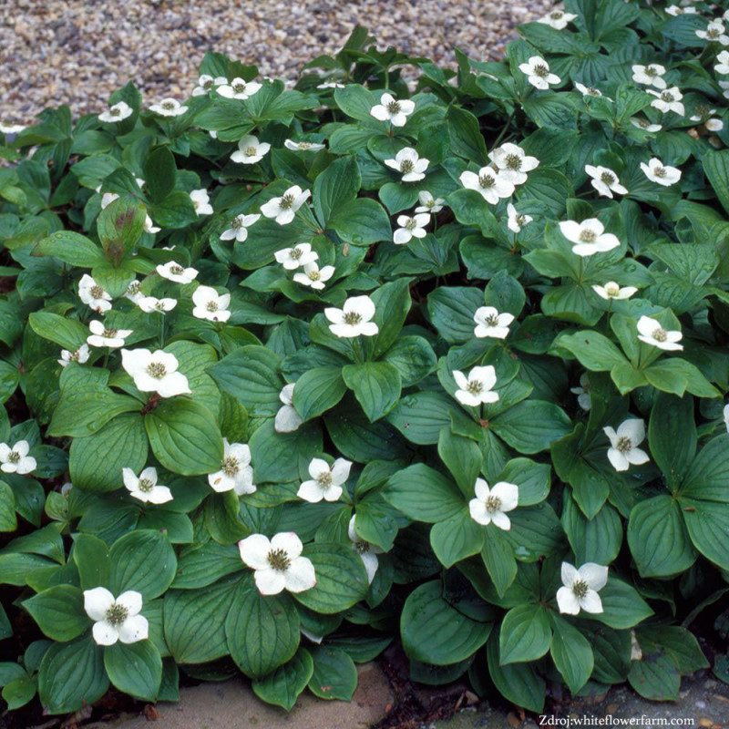 Cornus canadensis svíb C2L/ 20-25