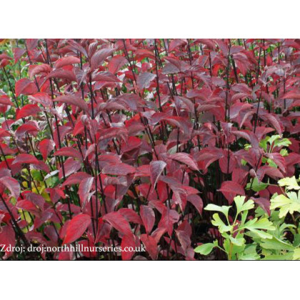 Kesselringii cornus alba svíb C2L/ 40-60