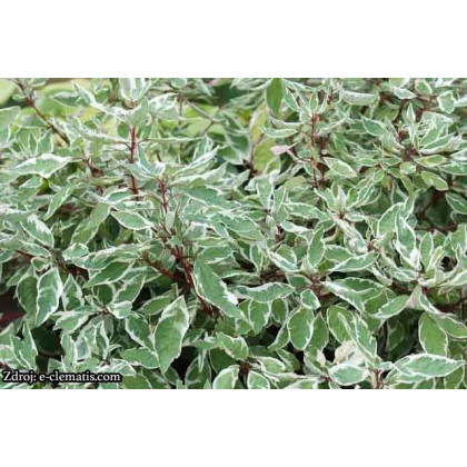 Sibrica Variegata cornus alba svíb C2L/ 40-60