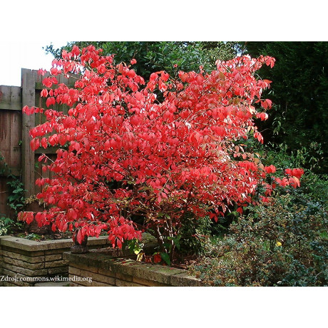 Euonymus alatus bršlen C5L/ 30-40