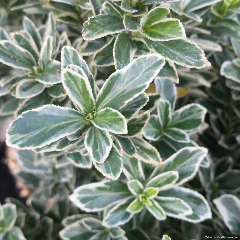 Variegatus euonymus fortunei bršlen C1.5/ 20-25