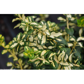 Blondy / Interbolw euonymus fortunei bršlen C2L/ 2..