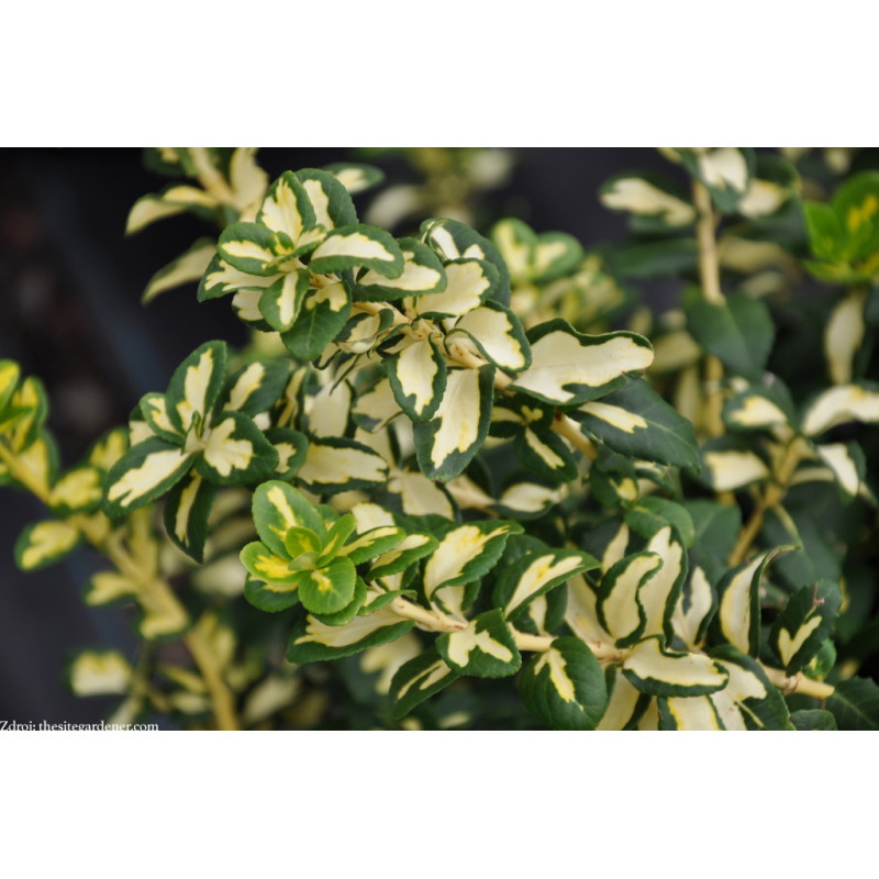 Blondy / Interbolw euonymus fortunei bršlen C2L/ 20-25