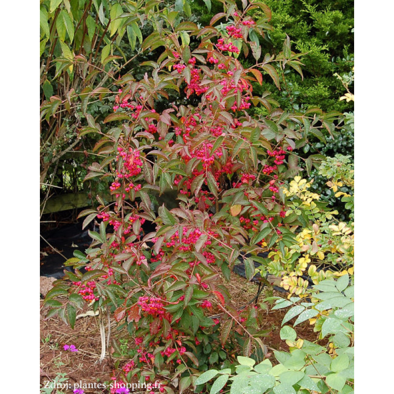 Red Cascade Euonymus europaeus bršlen C5L/ 40-50