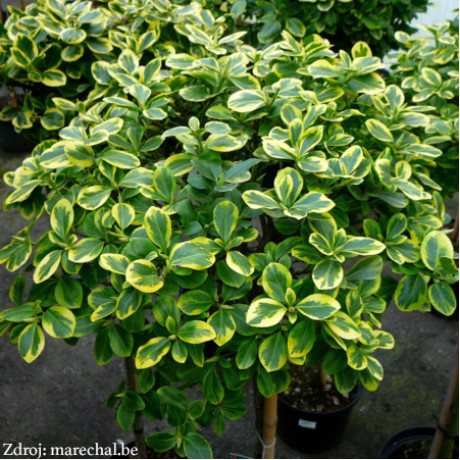 Canadale Gold euonymus fortunei bršlen C2L/ 20-25