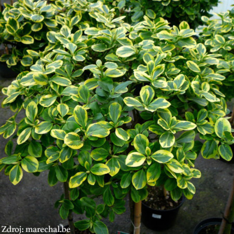 Canadale Gold euonymus fortunei bršlen C2L/ 20-25