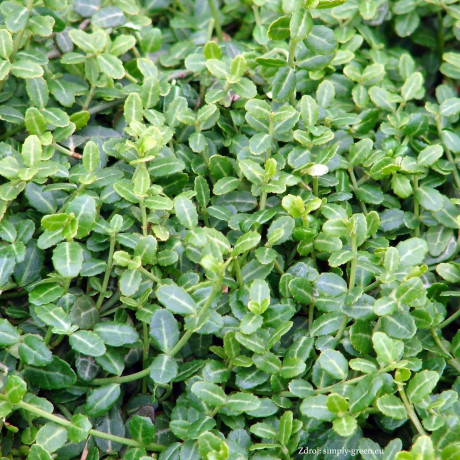 Minimus euonymus fortunei bršlen C1.5/ 20-25