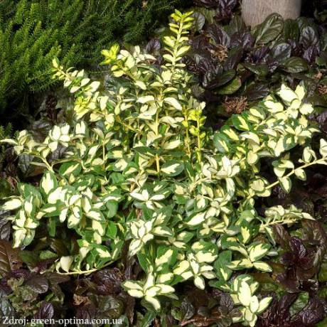 Sunspot euonymus fortunei bršlen C1.5/ 20-25