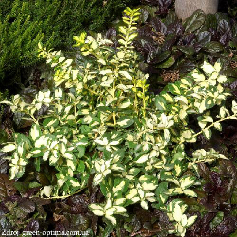 Sunspot euonymus fortunei bršlen C1.5/ 20-25