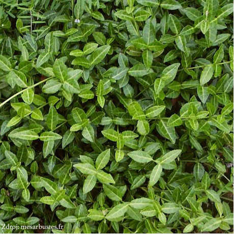 Tustin euonymus fortunei bršlen C1.5/ 20-25