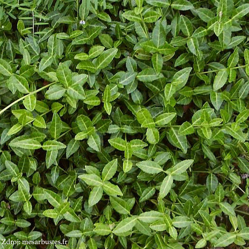Tustin euonymus fortunei bršlen C1.5/ 20-25