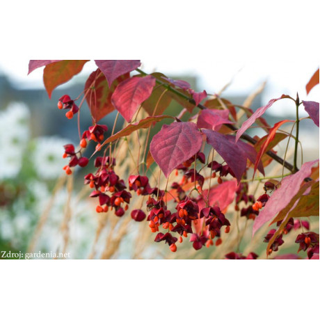 Euonymus planipes bršlen C3L/ 30-40