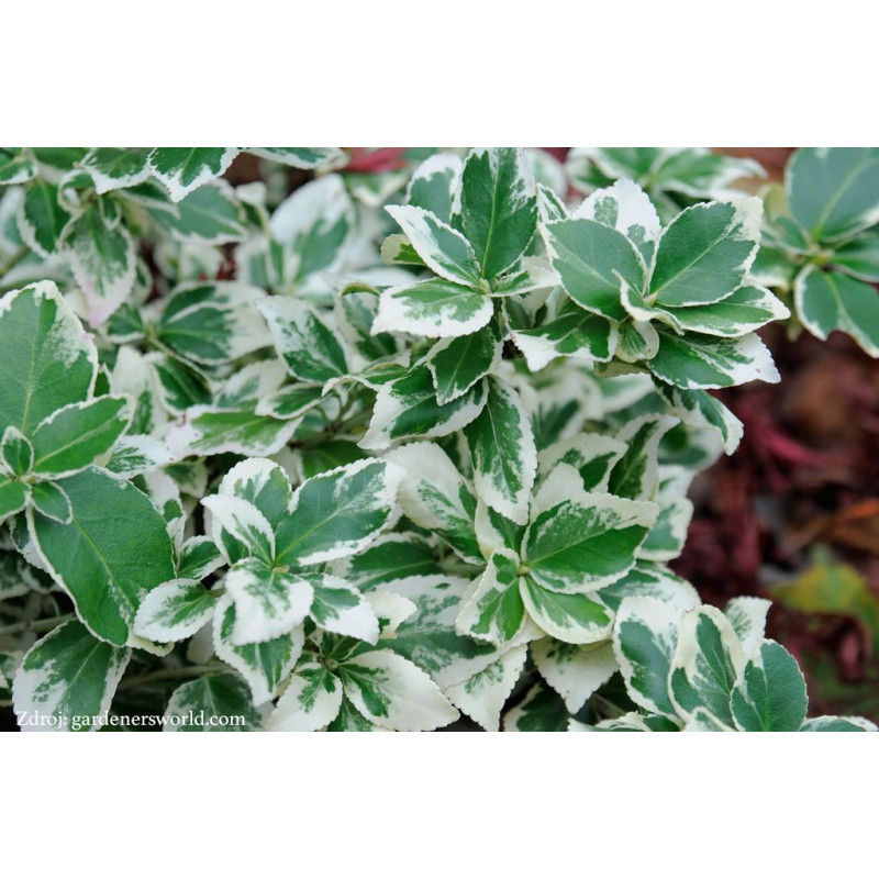 Silver Queen euonymus fortunei bršlen C1.5/ 20-25