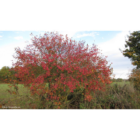 Euonymus europaeus bršlen C3L/ 50-60